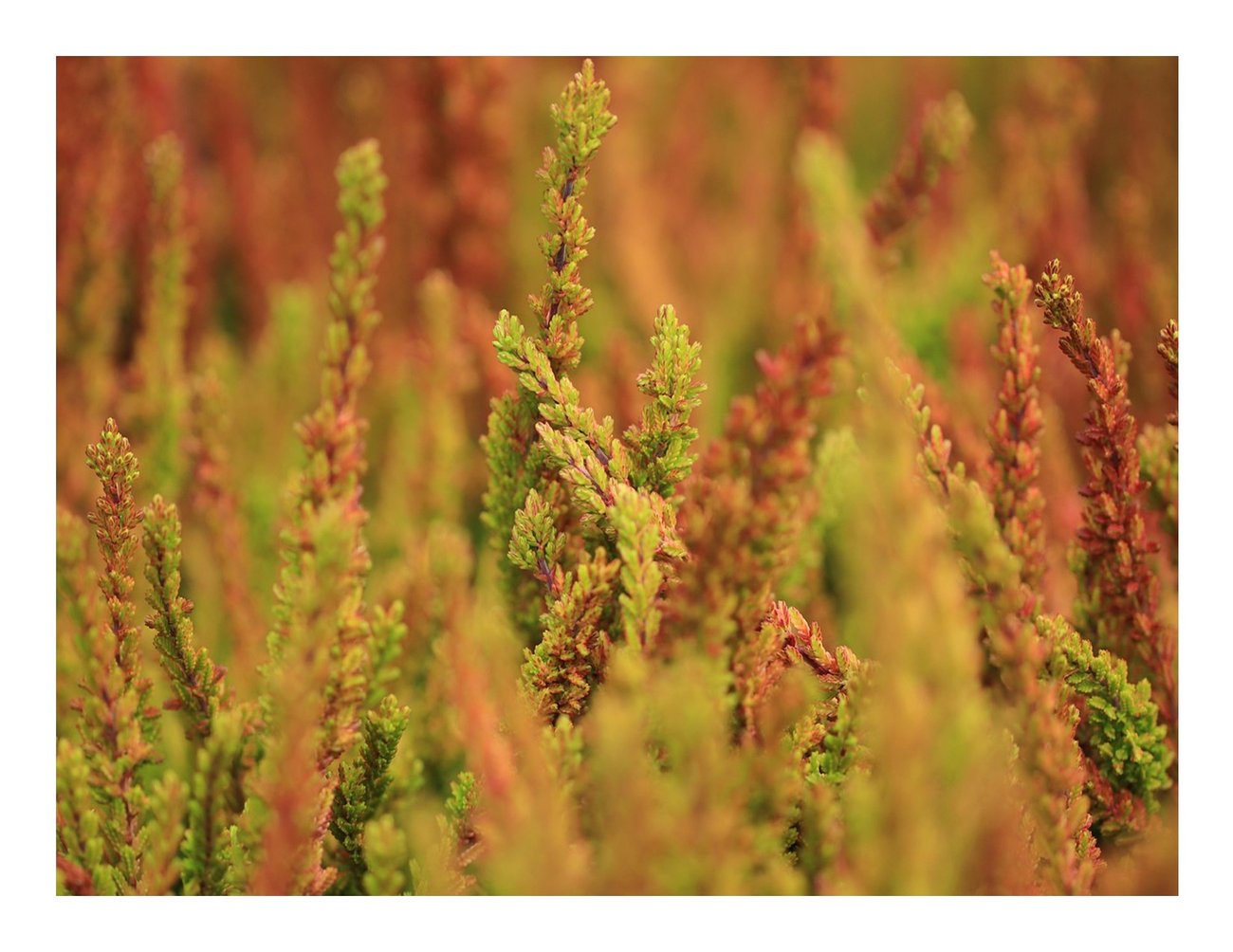 tall orange, green, yellow fall flowers in a field