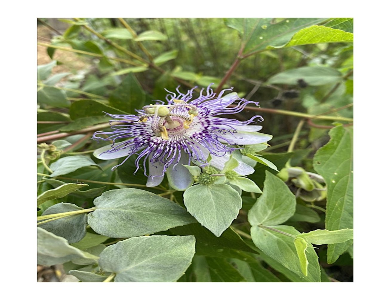 purple flower surrounded by green foliage