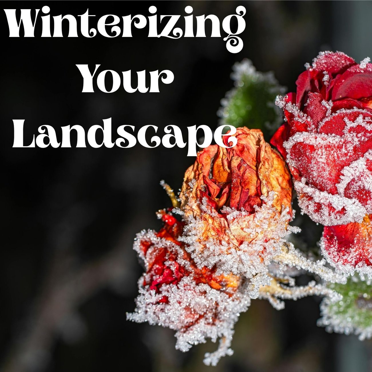 Winterizing Your Landscape