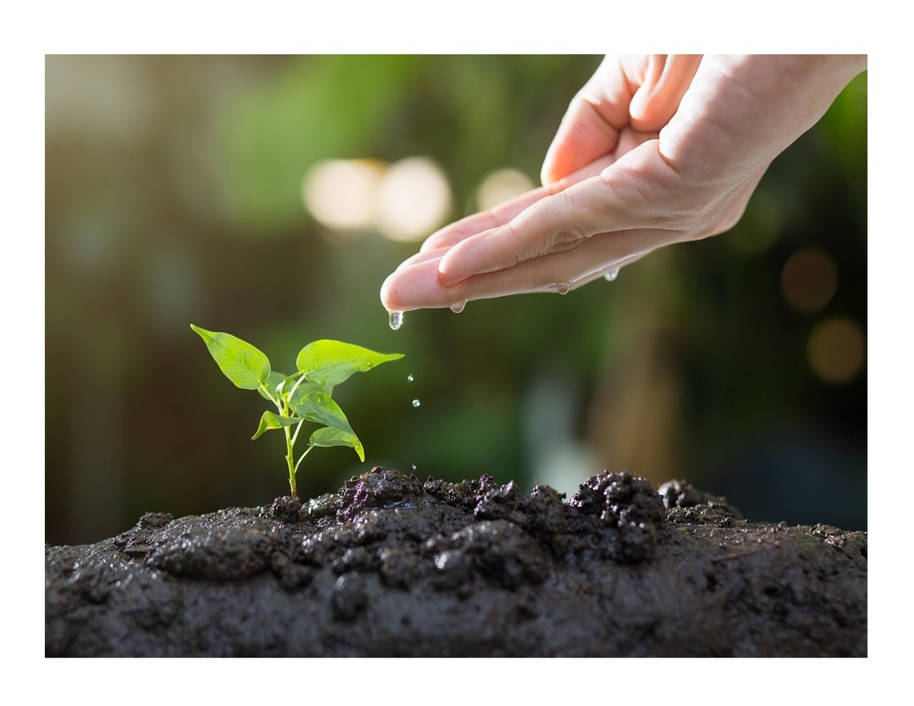 green seedling popping out of black soil with a hand over it sprinkling a few drops of water green seedling popping out of black soil with a hand over it sprinkling a few drops of water