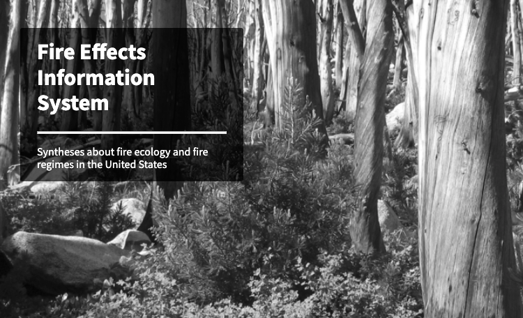 A black and white photo of a dense forest with textured tree trunks and shrubs. A dark overlay on the left features the text: "Fire Effects Information System: Syntheses about fire ecology and fire regimes in the United States."