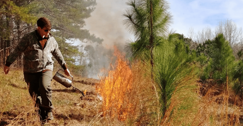 A man in a camouflage jacket and sunglasses uses a drip torch to start a prescribed burn in a grassy field. Bright orange flames and white smoke rise from the dry grass near young pine trees.
