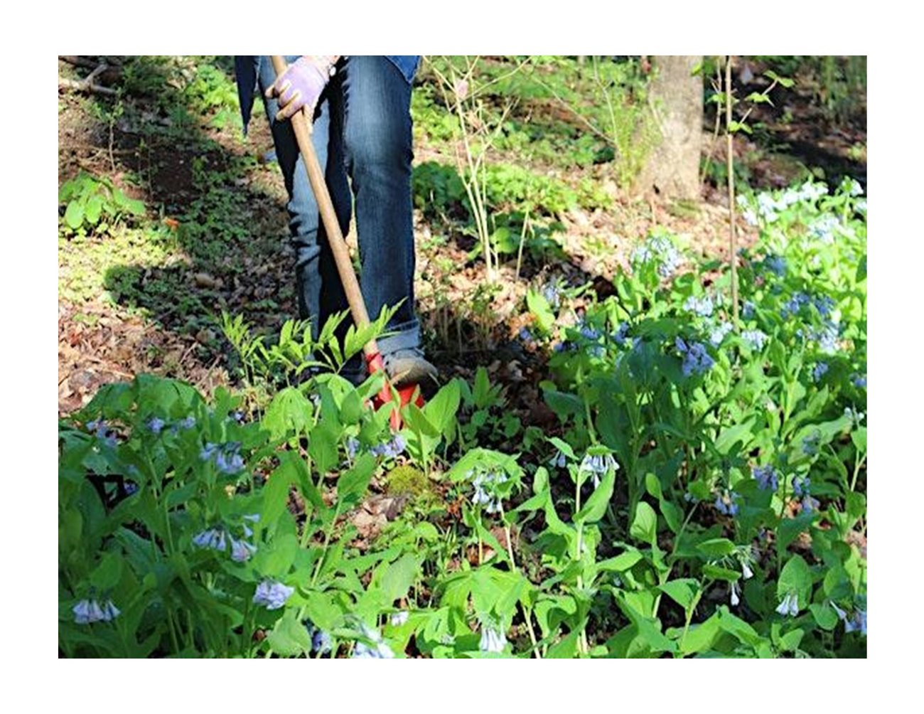 Person in jeans from waist down using a hoe in a lush green garden with purple blossoms