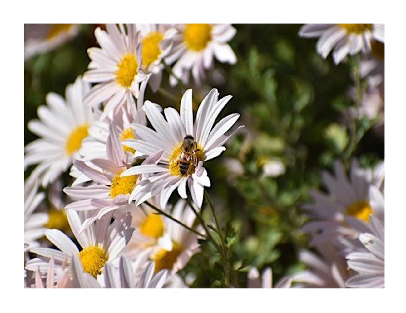 bee on a white daisy with nine other daisies around with leaves in background
