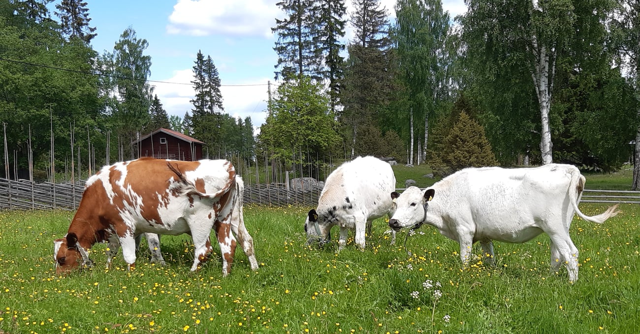 Fjällkor på bete i Voxnadalen, foto: Stefan Olander