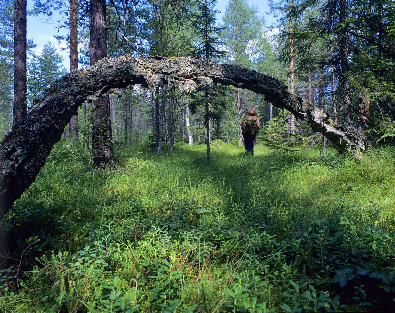Ryggen av en kvinna som går i skogen, foto: Eva Olsson, Mostphotos