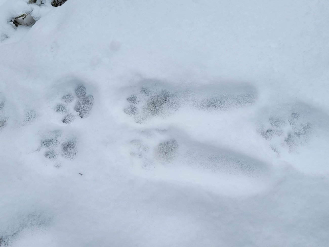 Lodjursspår sittande, foto: Johan Hedberg