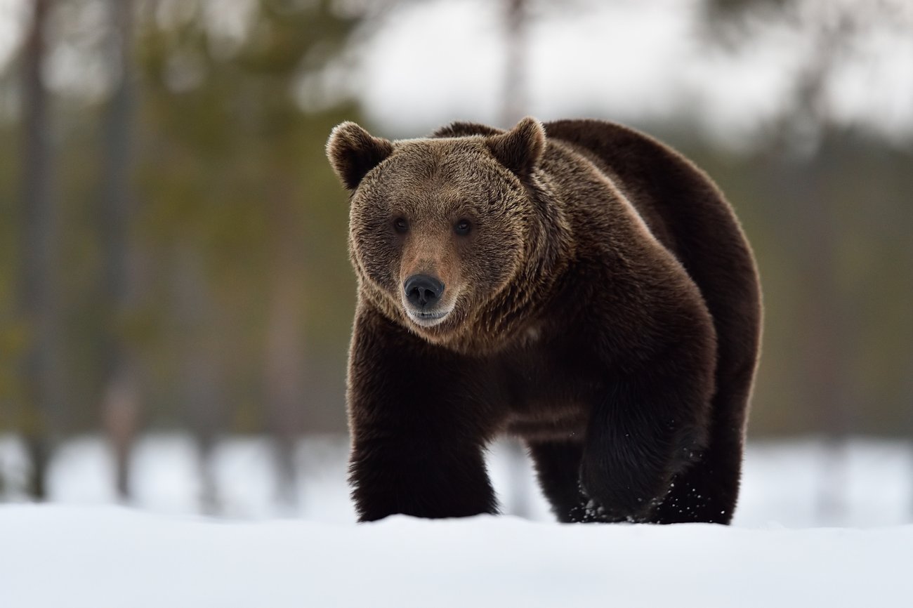 Tussilago i närbild, foto: Stefan Holm, Mostphotos