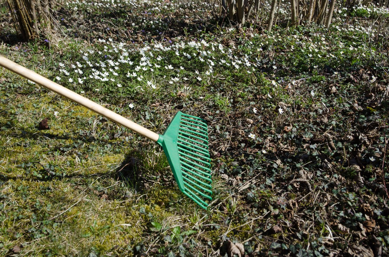 Räfsa bland vitsippor och gamla löv, foto: Kennerth Kullman, Mostphotos