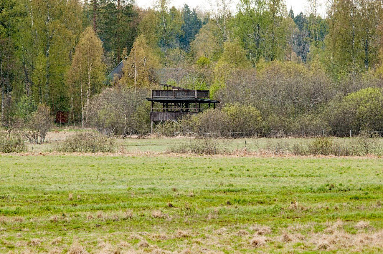 Fågeltorn vid våtmark i Hälsingland, foto: Tage Persson, Mostphotos