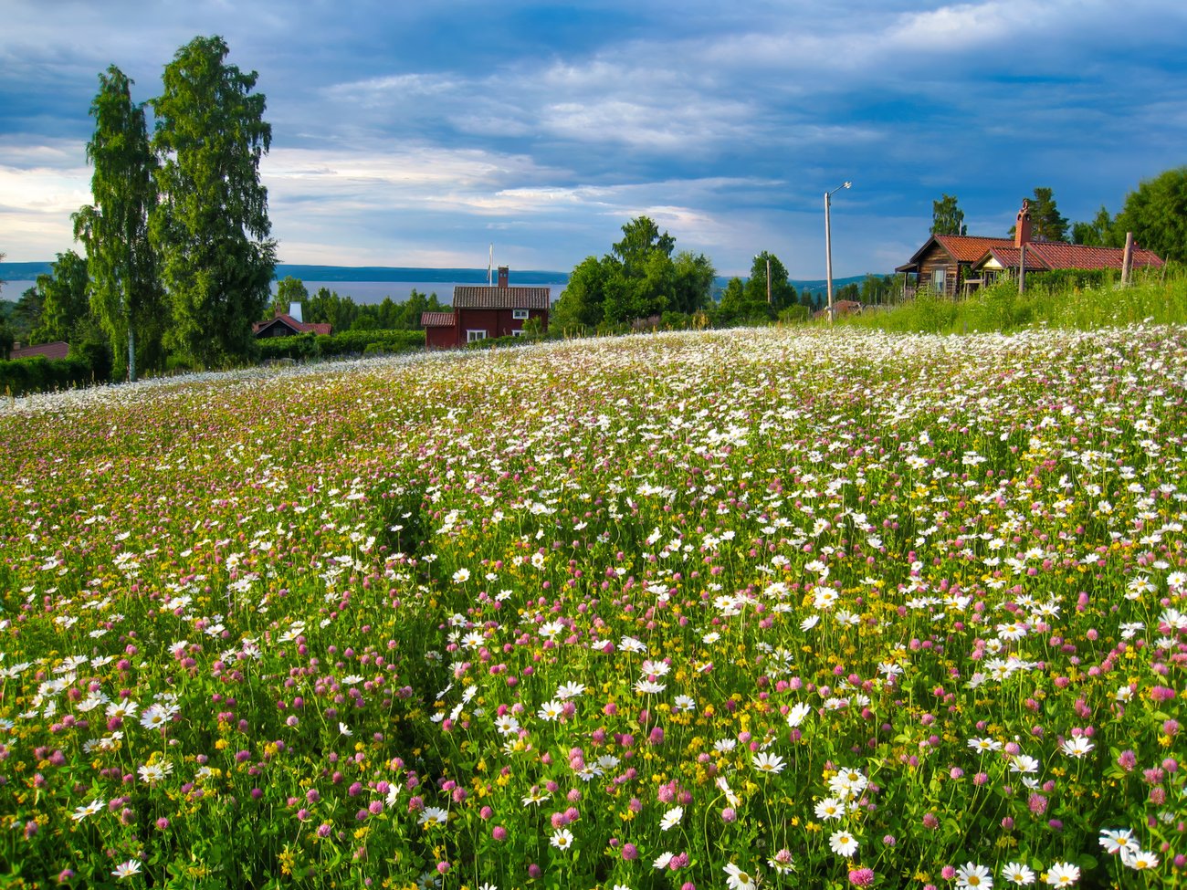 Blomsteräng i Tällberg, foto: Håkan Bergstedt, Mostphotos