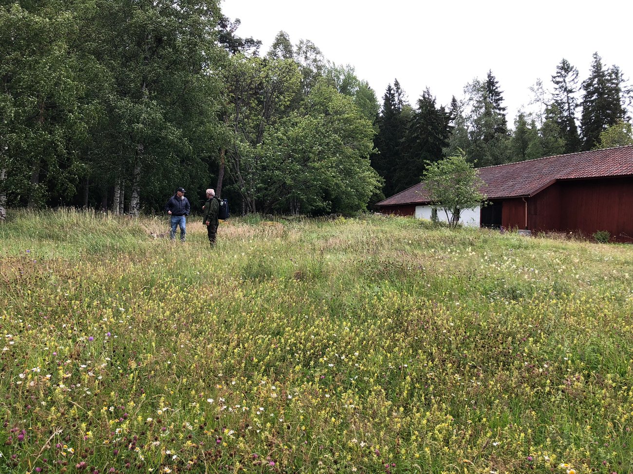 Blomsteräng vid Åsmundshyttan hos Lage Bergström, foto: Jenny Olsson