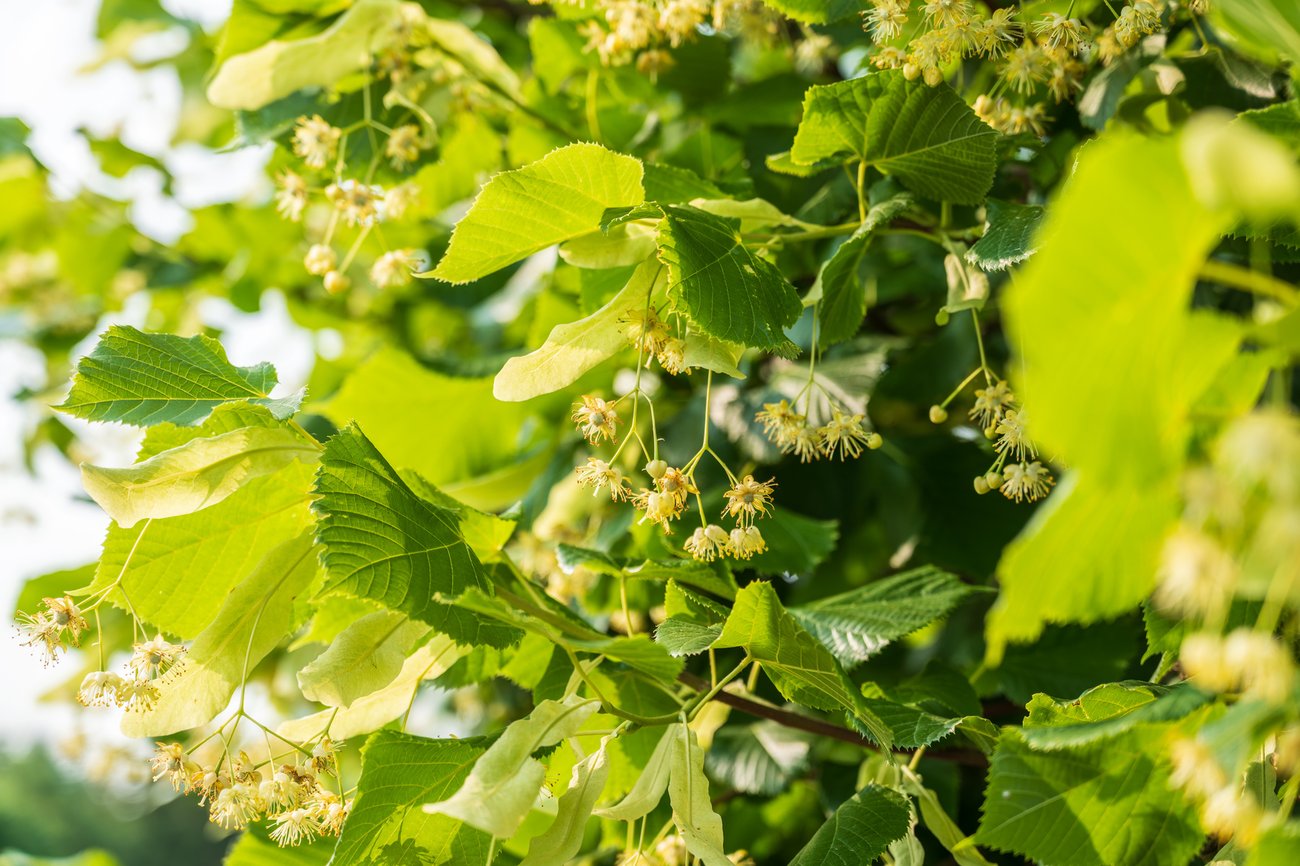 Blommande lindträd, foto: DARKSIDE, Mostphotos