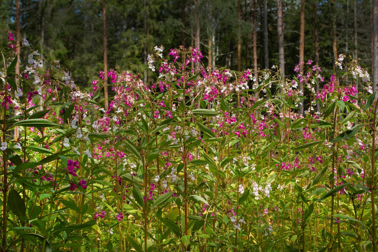 Jättebalsamin i skogskanten, foto: Sirpa Ukura, Mostphotos