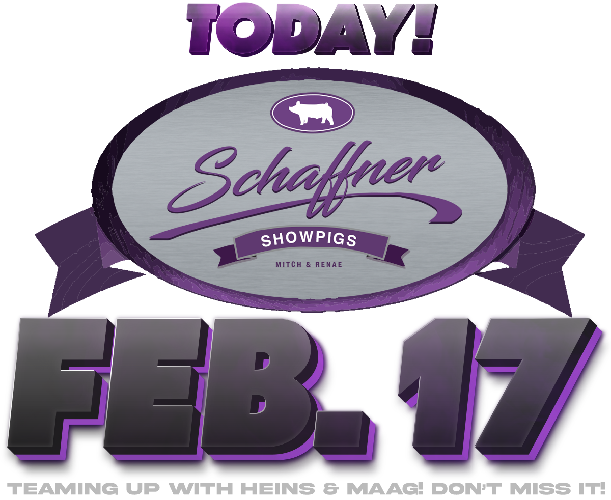 Schaffner Showpigs Online Auction