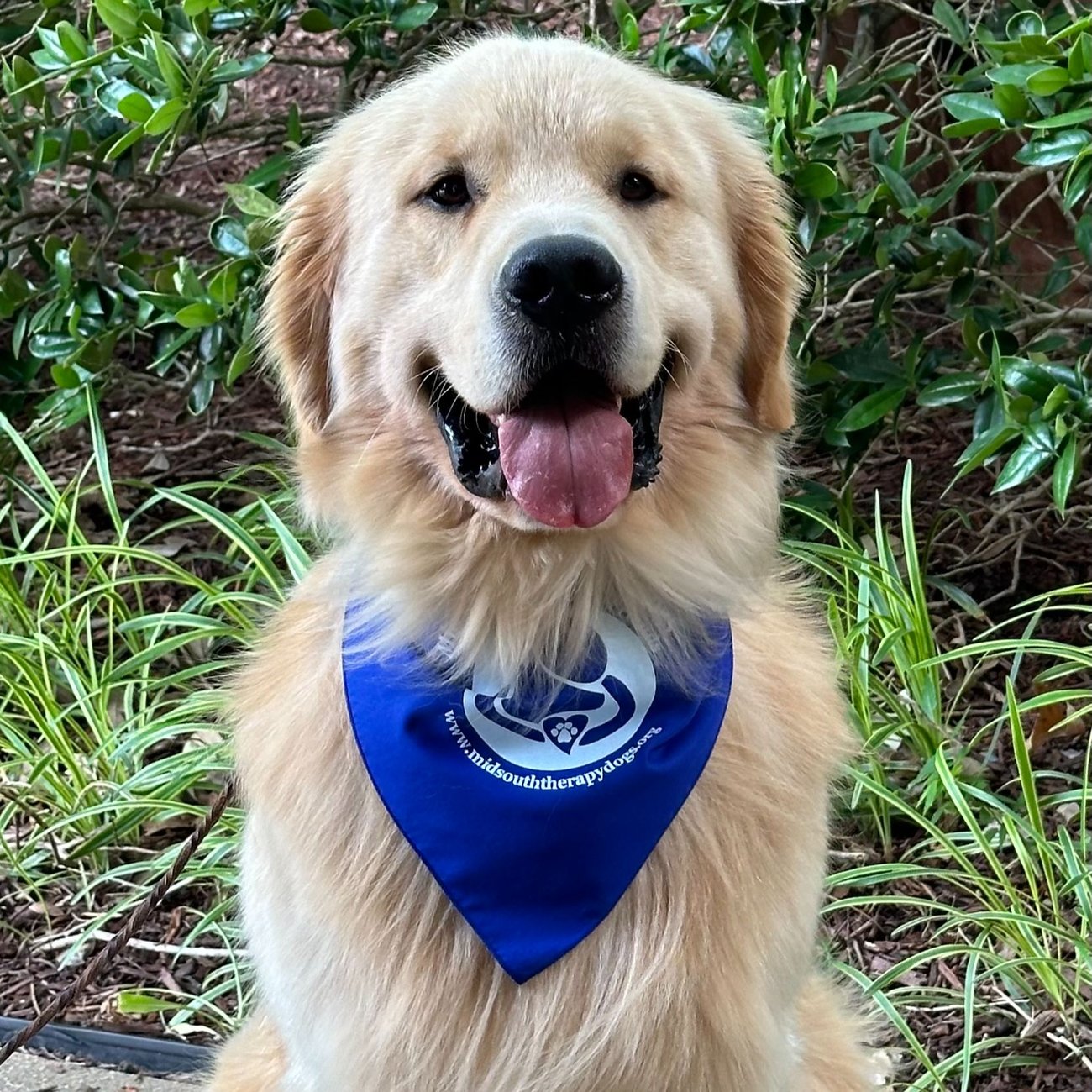 Image a dog wearing a blue bandana. 