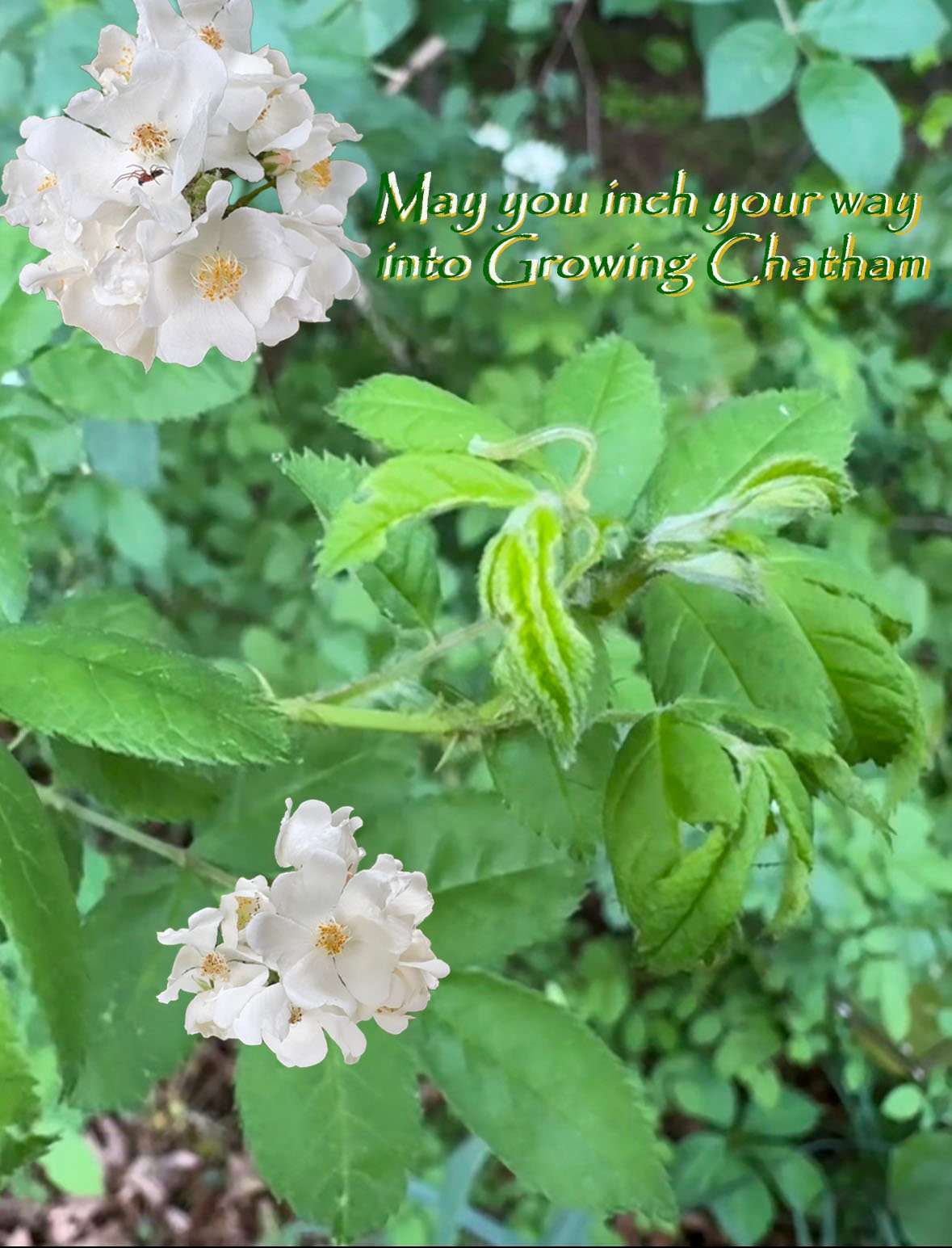 Multiflora Rose flower, with white heart shaped petals with a yellow center with a green inch worm on a green leaf and a spider sitting on a white flower petal. Wording on the cover page, May you inch your way into Growing Chatham.