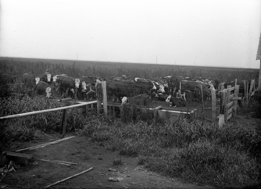 Cattle - 4 September 1936 - cow herd - Wenona, number 21, Animal Husbandry