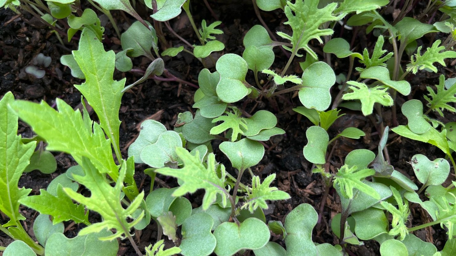 Microgreens in a garden.