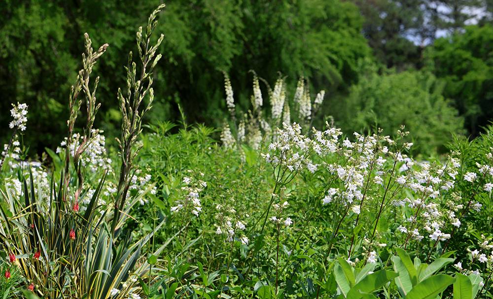 Various plants in the pollinator garden.