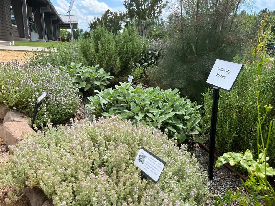 Various plants in a garden.
