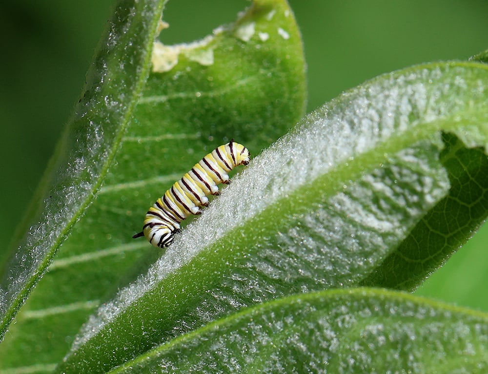 A monarch butterfly larva on a leaf.