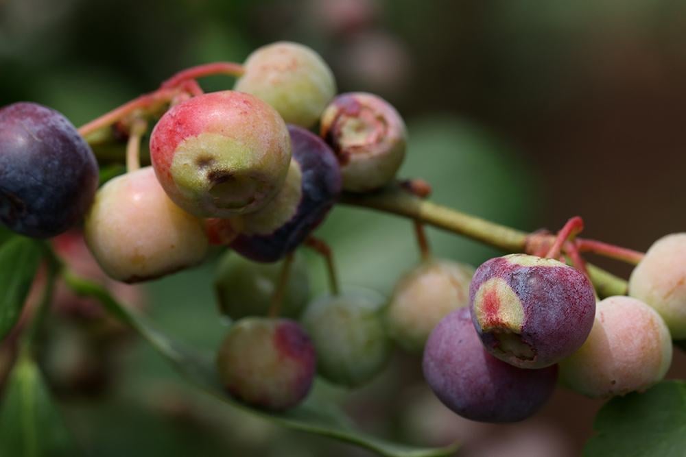 Blueberries hanging from blueberry bush.