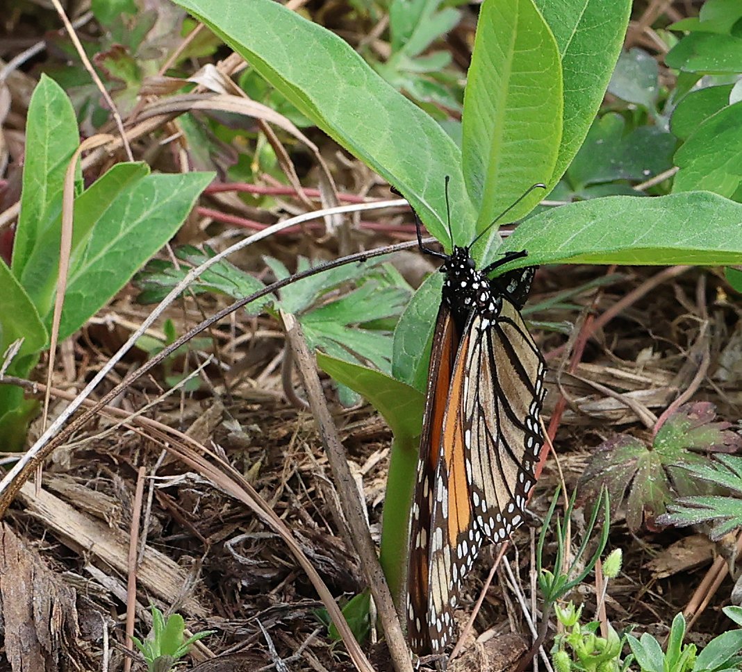 A monarch butterfly on a leaf.