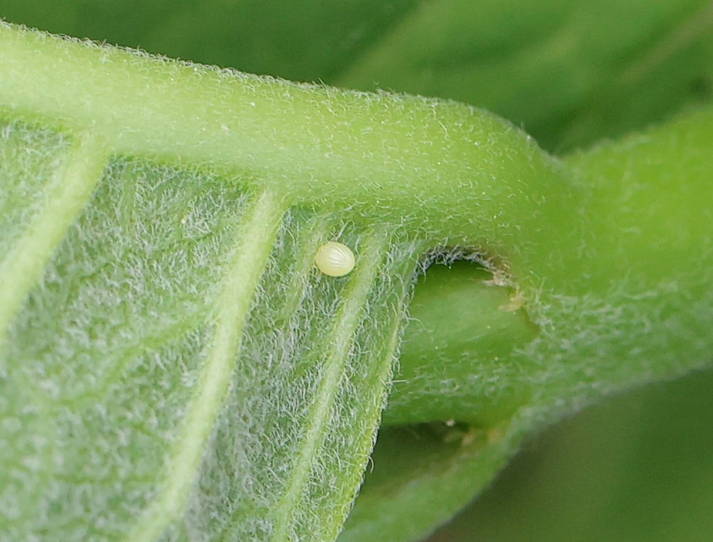 A monarch butterfly egg on a leaf.