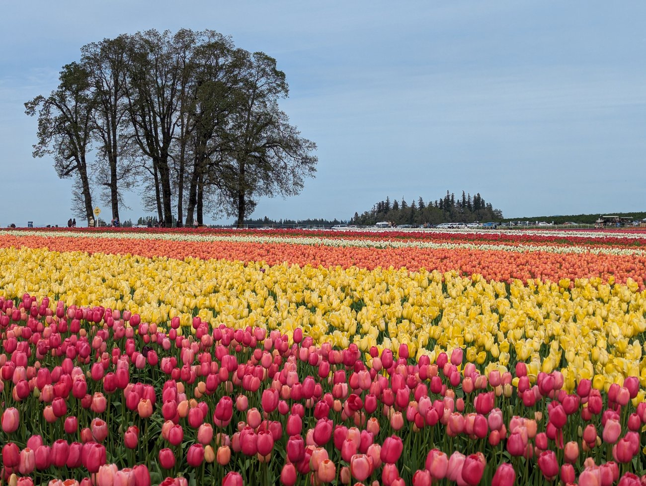 Photo of a tulip field in bloom at Wooden Shoe Tulip Farm in Oregon