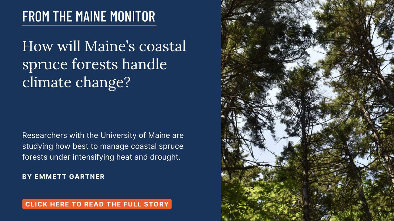 How will Maine’s coastal spruce forests handle climate change? Researchers with the University of Maine are studying how best to manage coastal spruce forests under intensifying heat and drought. Read this Maine Monitor story by Emmett Gartner.