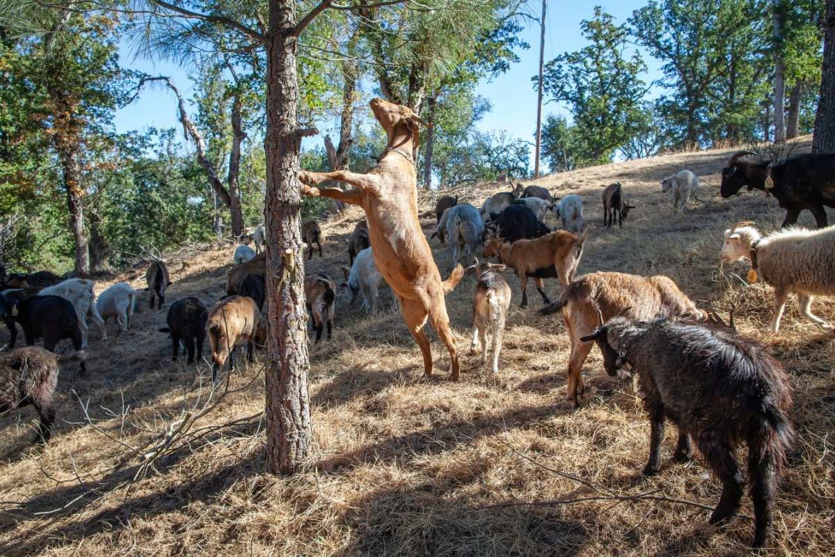 Good Goats Make Good Neighbors