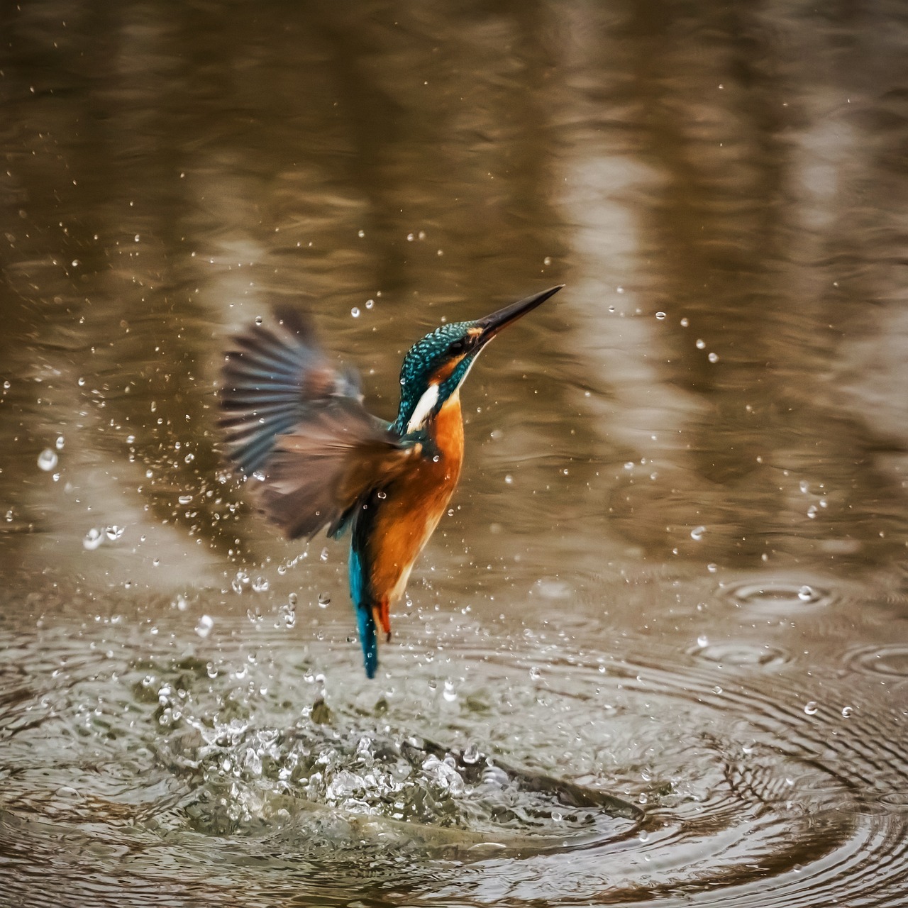 Foto eines Eisvogels, der aus dem Wasser auftaucht.