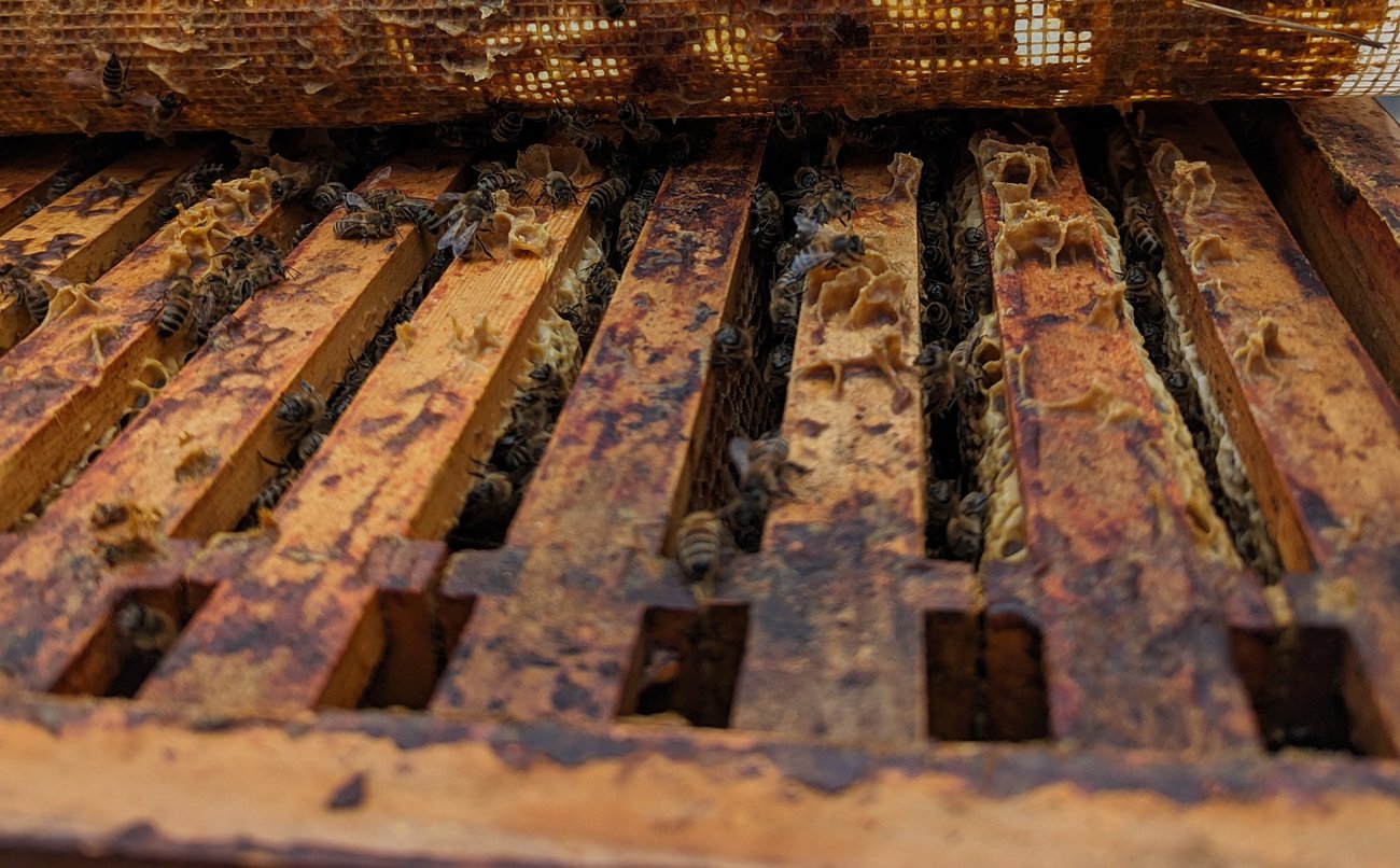 Foto, auf dem Honigbienen auf Wabenplatten zu sehen sind.