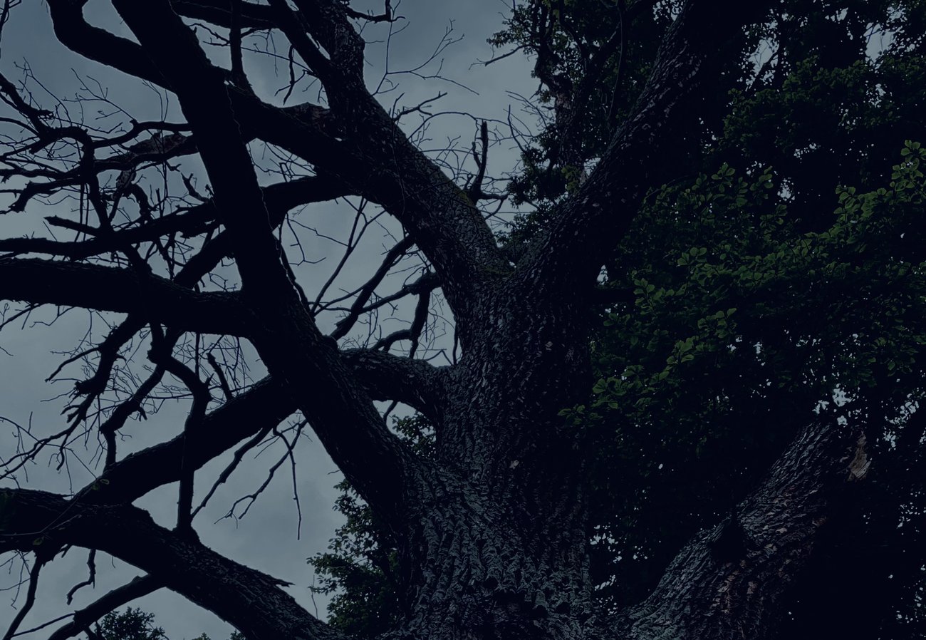 Baum mit kahlen Zweigen vor einem bewölkten Himmel in der Dämmerung