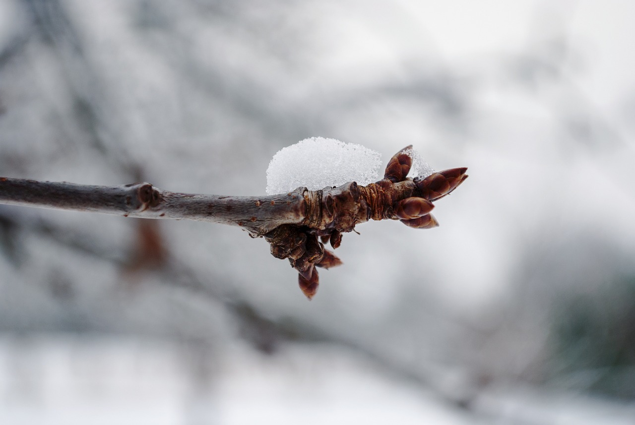 Foto eines knospenden Zweiges mit einem Häufchen Schnee bedeckt.