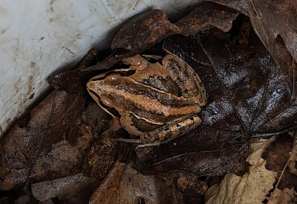 Foto eines Fangeimers an einem Amphibienschutzzaun. 