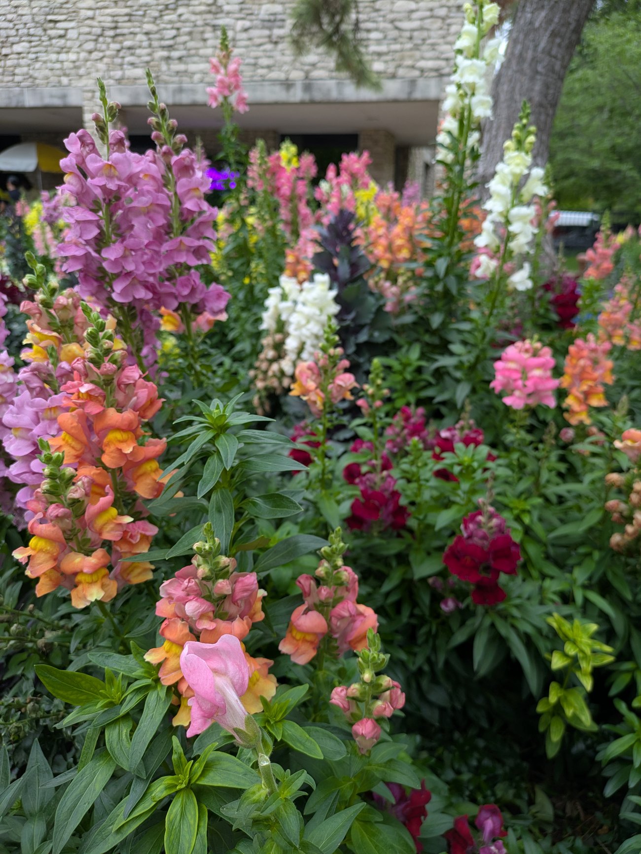 Colorful garden in full bloom with pink, orange, white, and red snapdragon flowers growing densely among green foliage