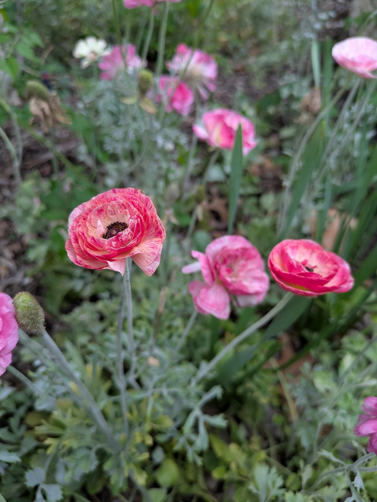 Close-up of pink ranunculus flowers with layered petals blooming among green garden foliage
