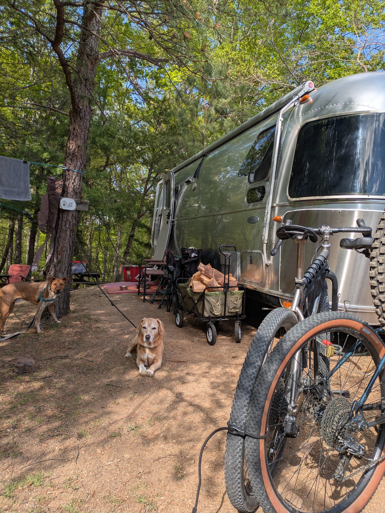 Airstream camper set up at a wooded campsite with two dogs resting nearby, bikes leaning against the trailer, and camping gear under tall trees
