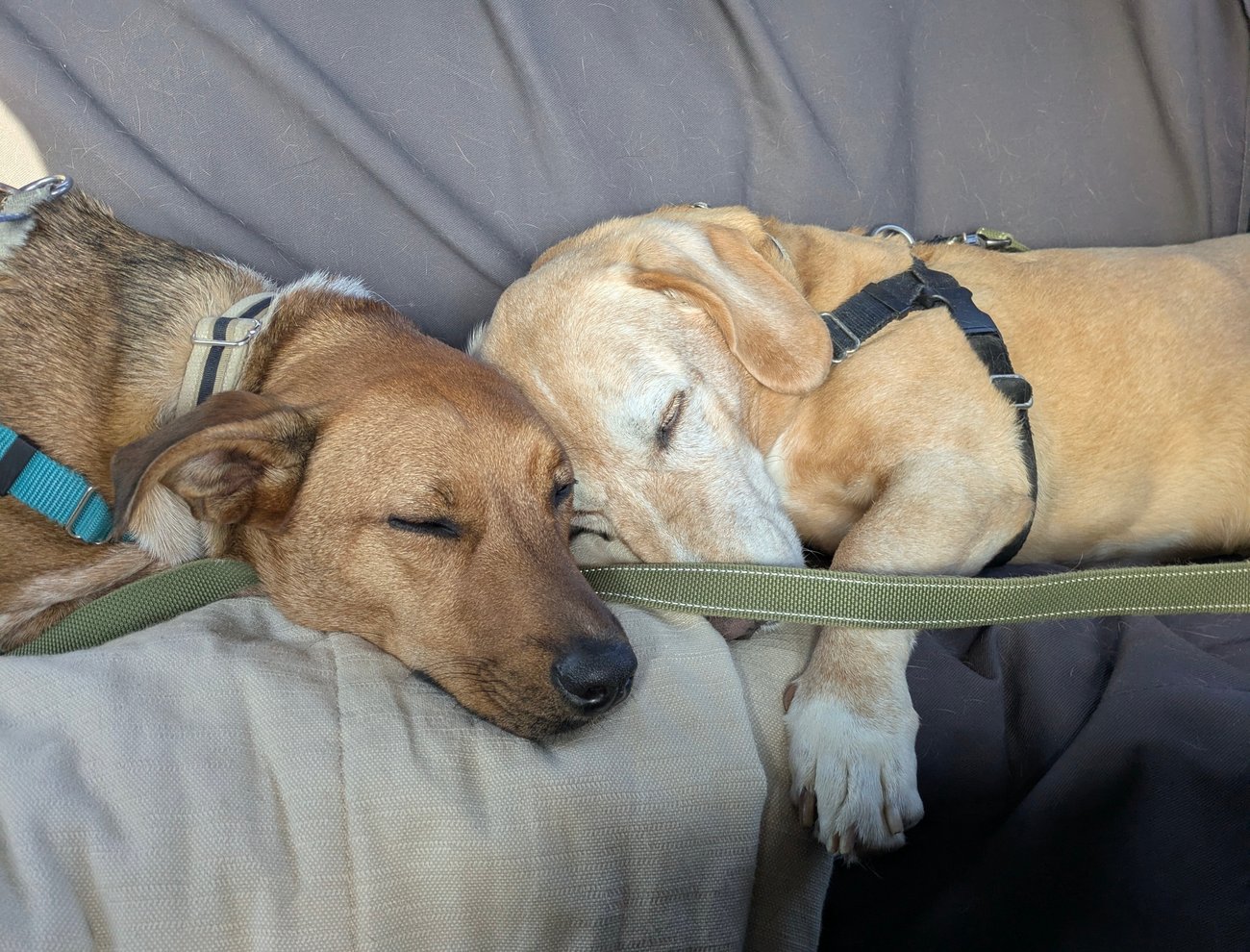 Two dogs curled up and sleeping together on a cushioned seat