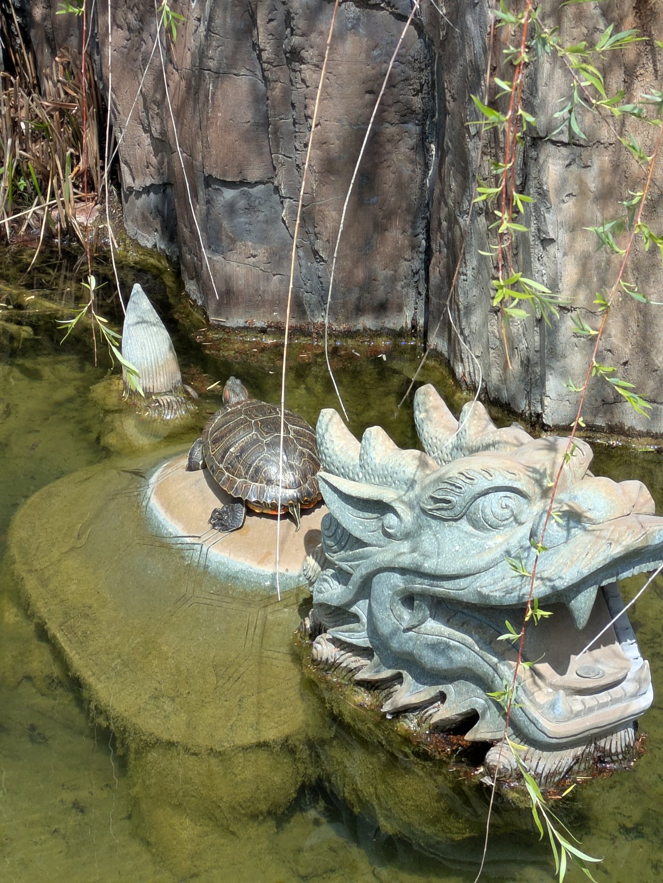 Turtle resting on a rock in a pond on the back of a decorative dragon statue with water and greenery around it