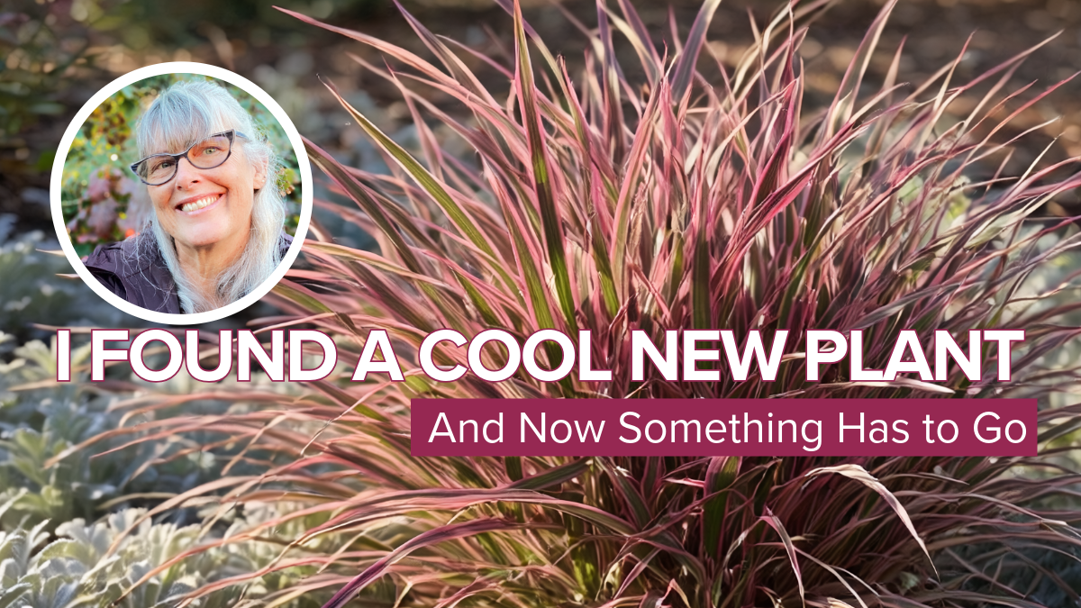 I Found a Cool New Plant And Now Something Has to Go