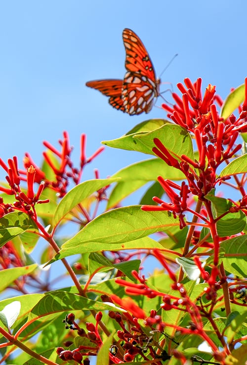 butterfly flying next to flowers
