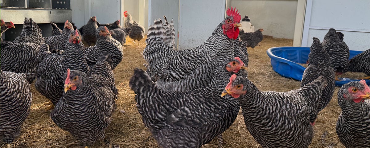 group of chickens inside of a coop group of chickens inside of a coop