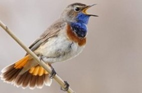 Vrijwilligers aan Zet