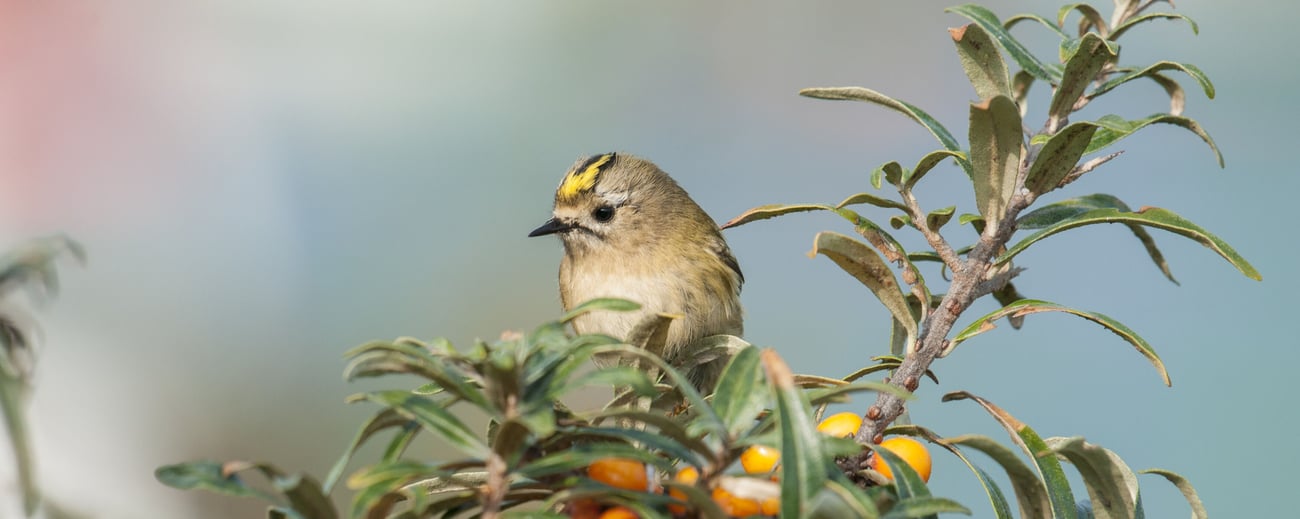Nieuwsbrief De Groene Motor