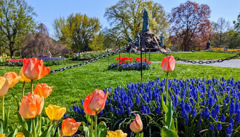 a tulip festival in a park a tulip festival in a park