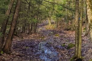 muddy trail muddy trail