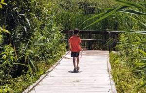 kid on walkway in wetlands